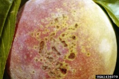 Bacterial Spot on Peach Fruit