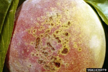 Bacterial Spot on Peach Fruit