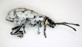 Sri Lankan Weevil, Photo: A. Neal, UF/IFAS
